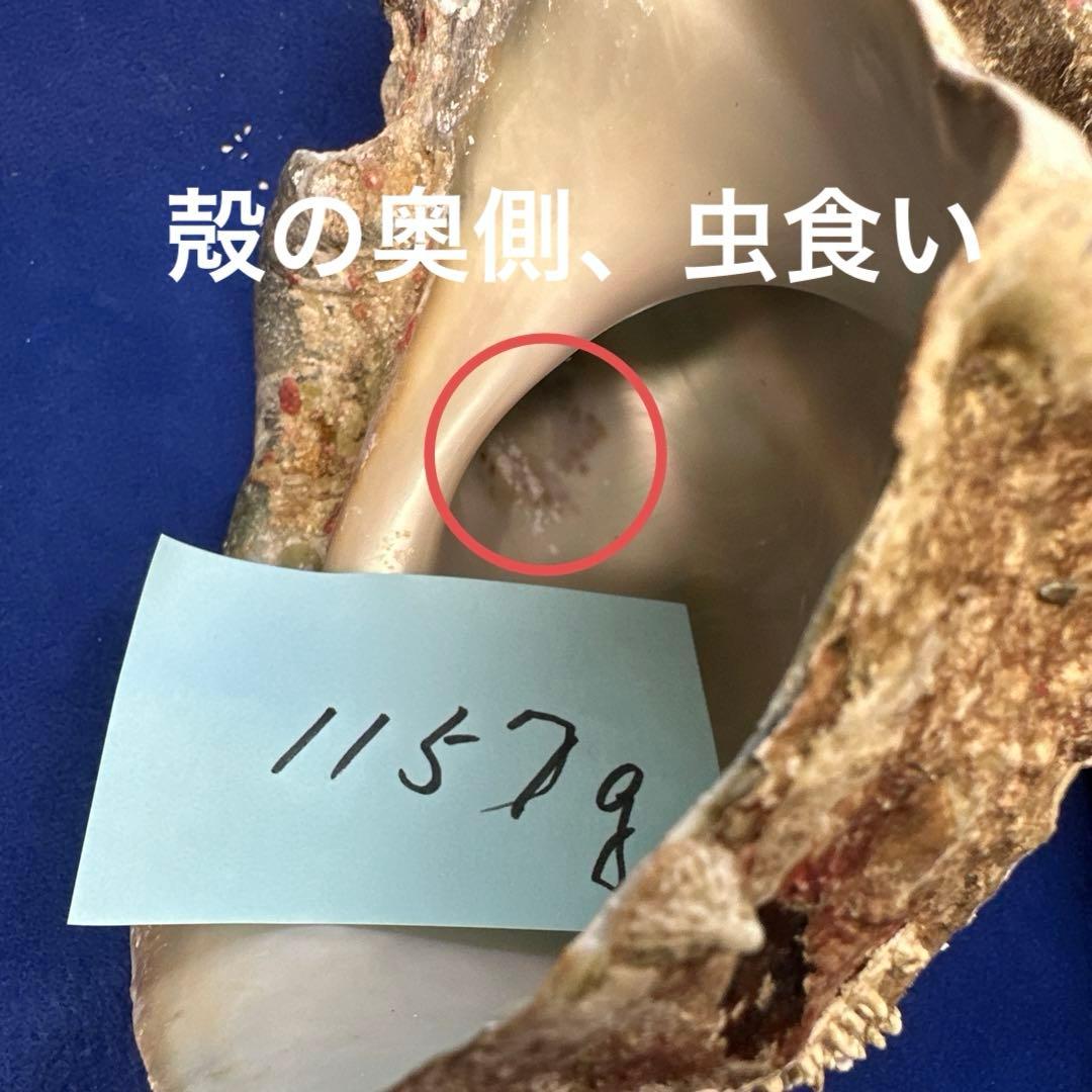夜光貝　ヤコウ貝　まとめ売り　12個　15kg アクセサリー　ルアー