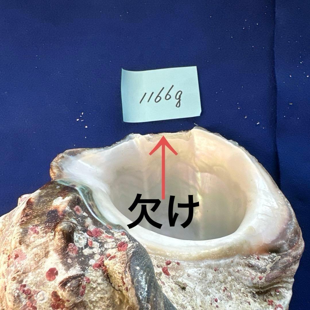 夜光貝　ヤコウ貝　まとめ売り　12個　15kg アクセサリー　ルアー
