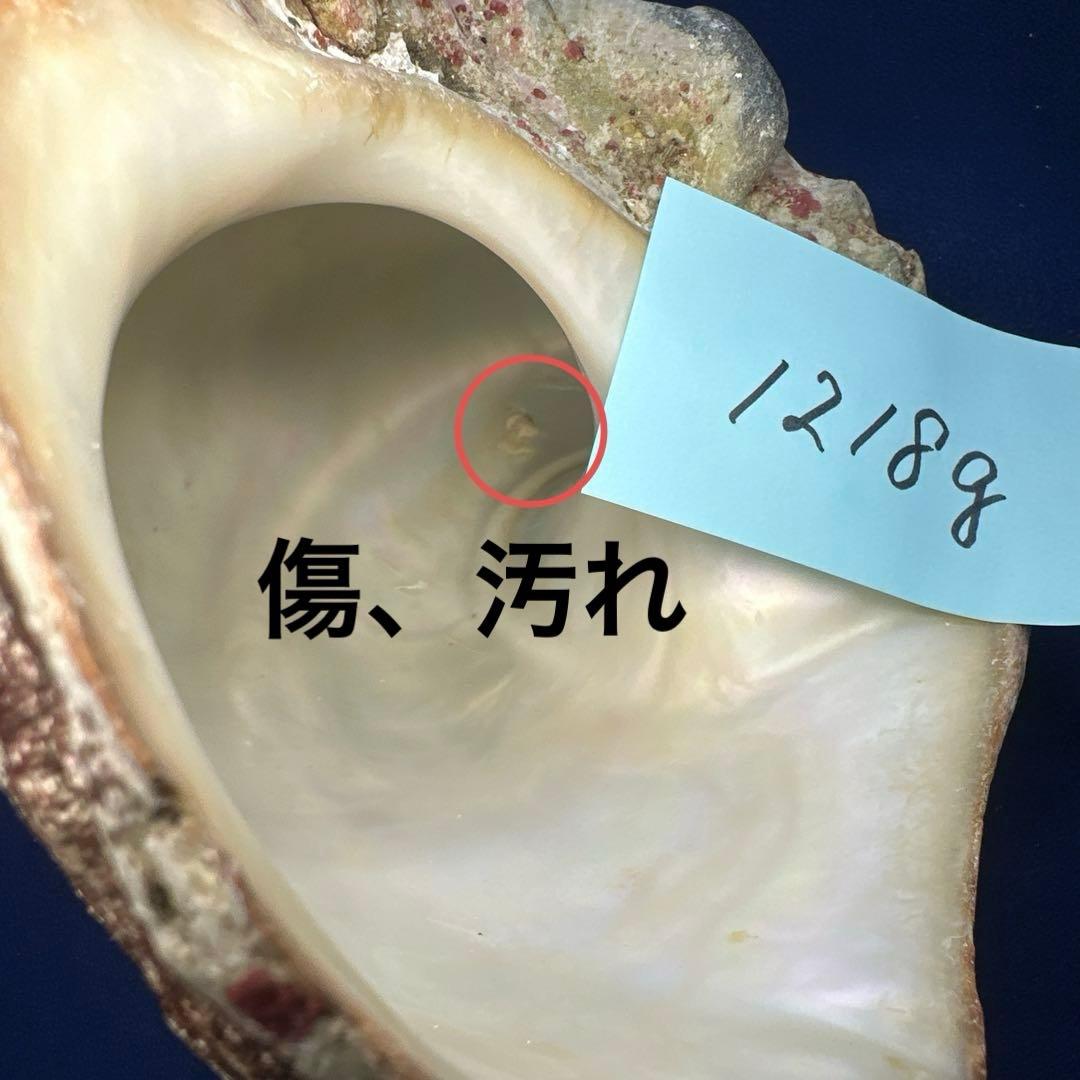 夜光貝　ヤコウ貝　まとめ売り　12個　15kg アクセサリー　ルアー