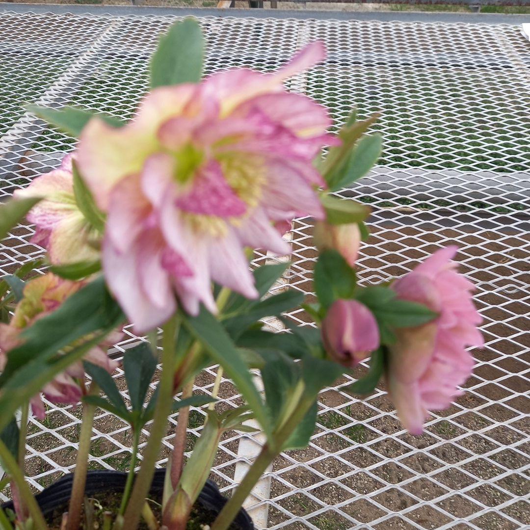 専用、リバーシブル2種植えクリスマスローズ、大苗、開花株