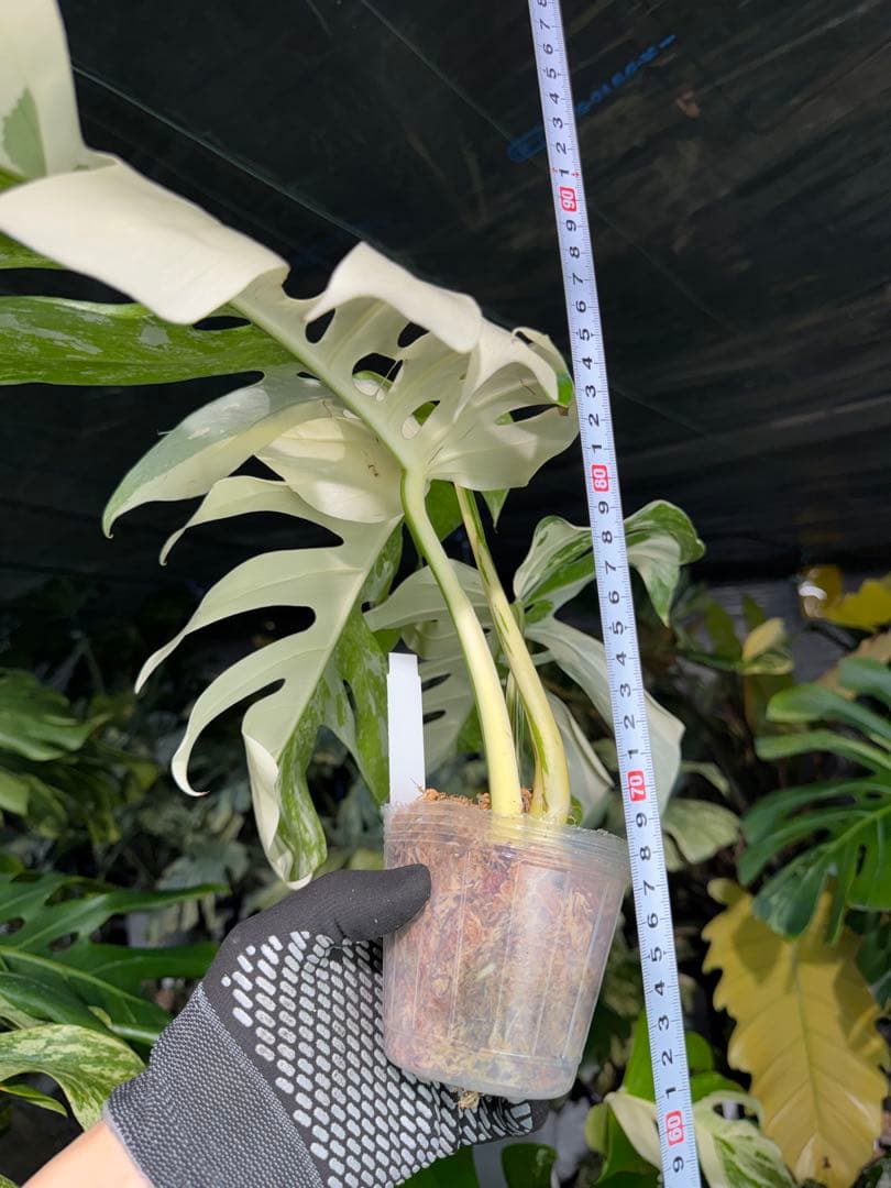 Z3 モンステラ　ボルギシアナ　アルボ　ホワイトタイガー白斑　健康カット苗