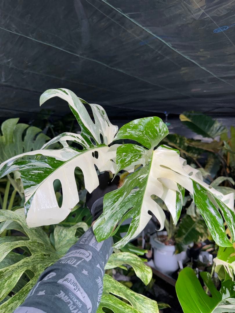 Z3 モンステラ　ボルギシアナ　アルボ　ホワイトタイガー白斑　健康カット苗