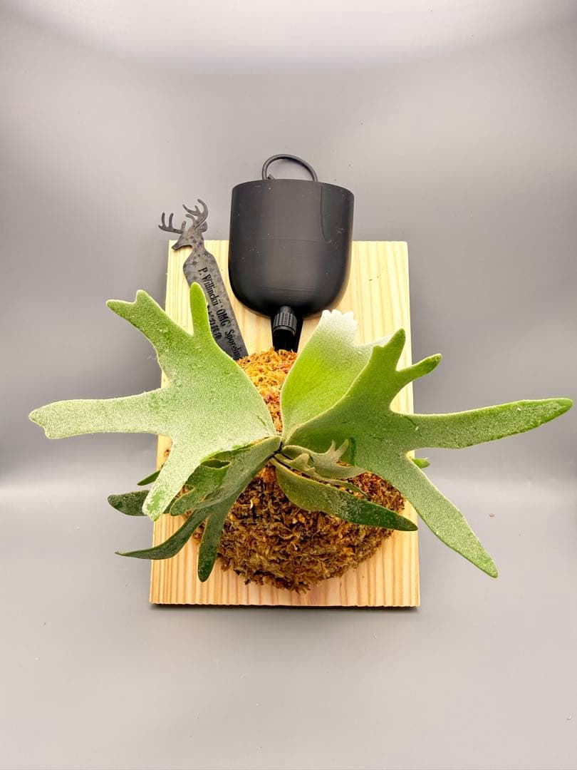 極大サイズ　ビカクシダP.willinckii OMG spore 給水器付き