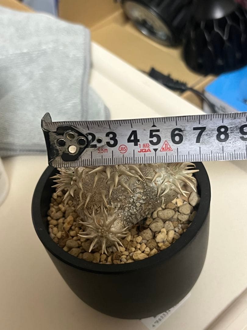 多肉植物 パキポディウム・デンシカウレ 恵比寿大黒