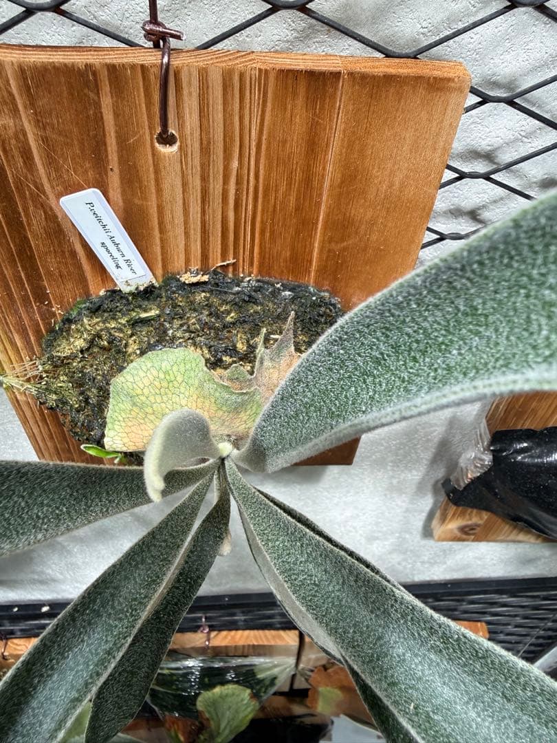P.veitchii cv Auburn  spor アーバンリバー