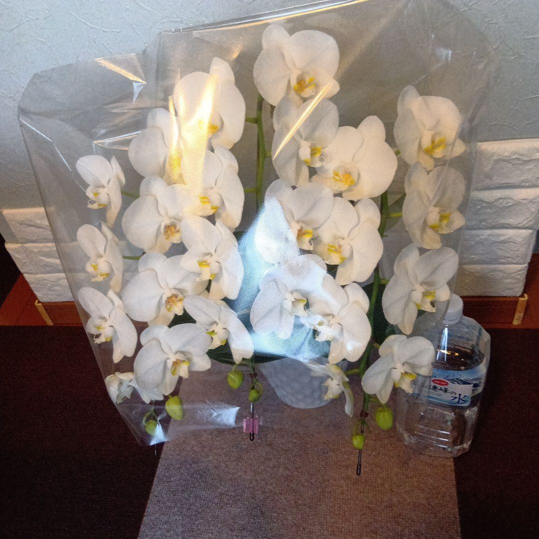 ファレノプシス３本立6.5寸陶器鉢入り新品