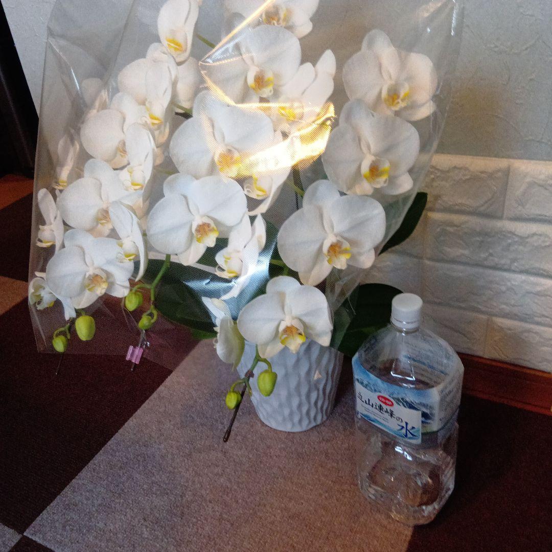 ファレノプシス３本立6.5寸陶器鉢入り新品