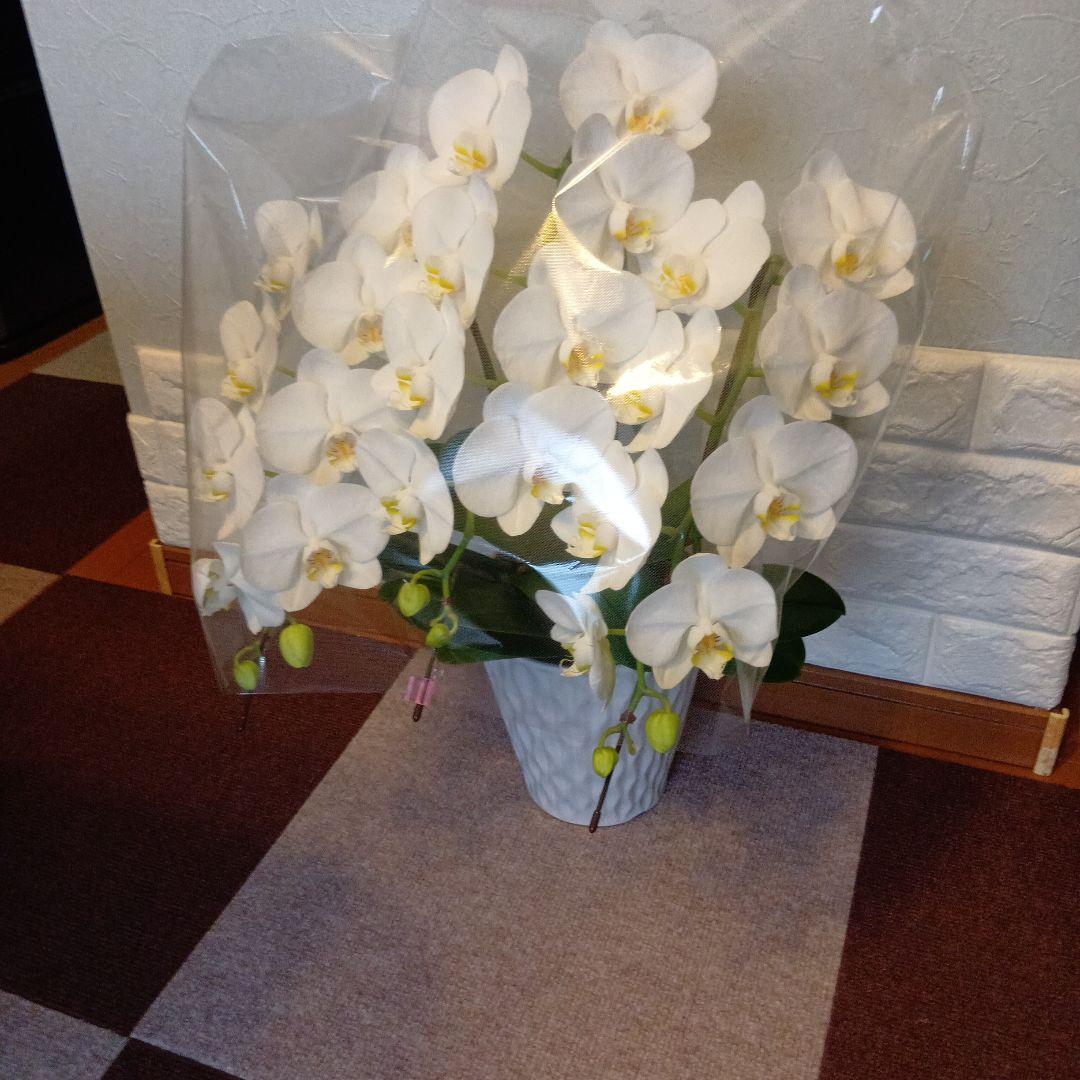 ファレノプシス３本立6.5寸陶器鉢入り新品