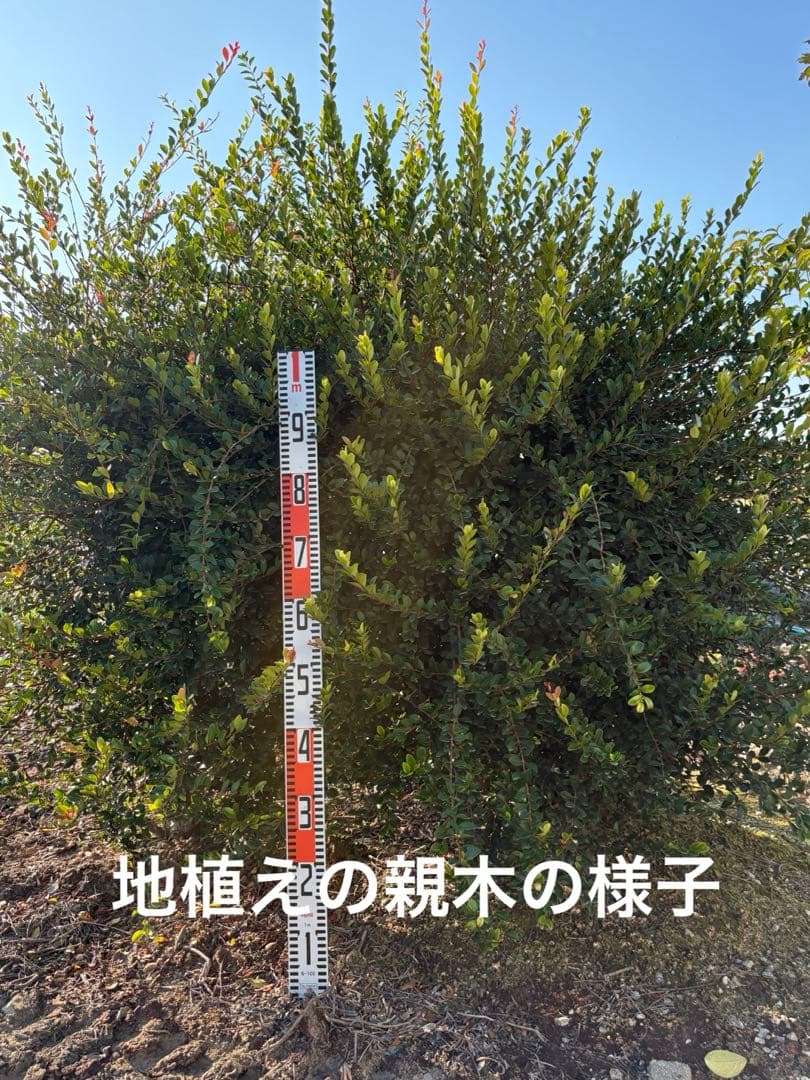 シジギウム　ブクシフォリア