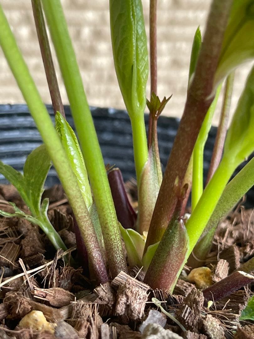 クリスマスローズ苗❣️183 sd リバーシブルぼかしオーレア