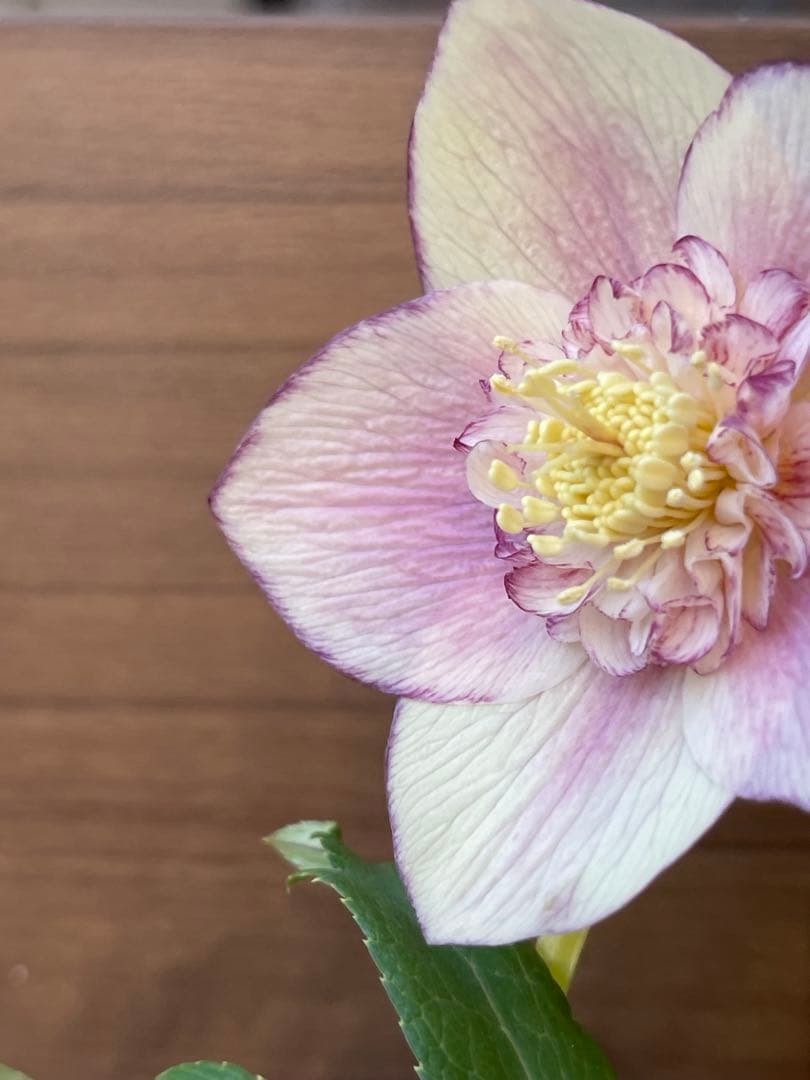 クリスマスローズ苗❣️183 sd リバーシブルぼかしオーレア