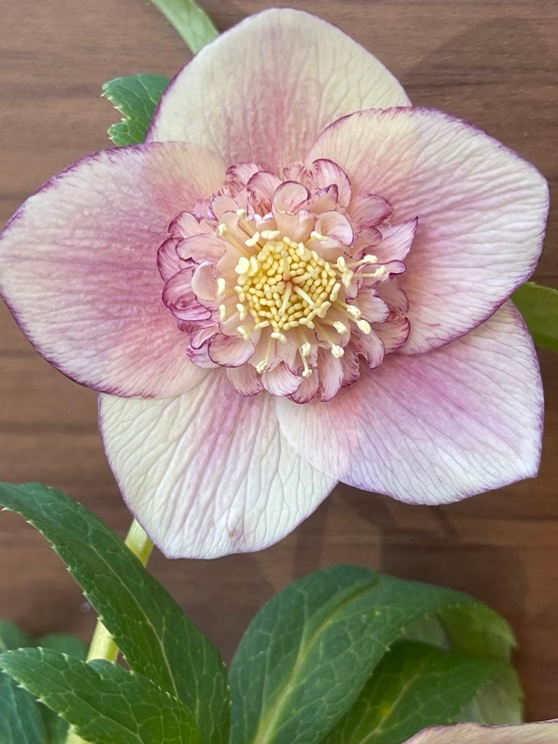 クリスマスローズ苗❣️183 sd リバーシブルぼかしオーレア