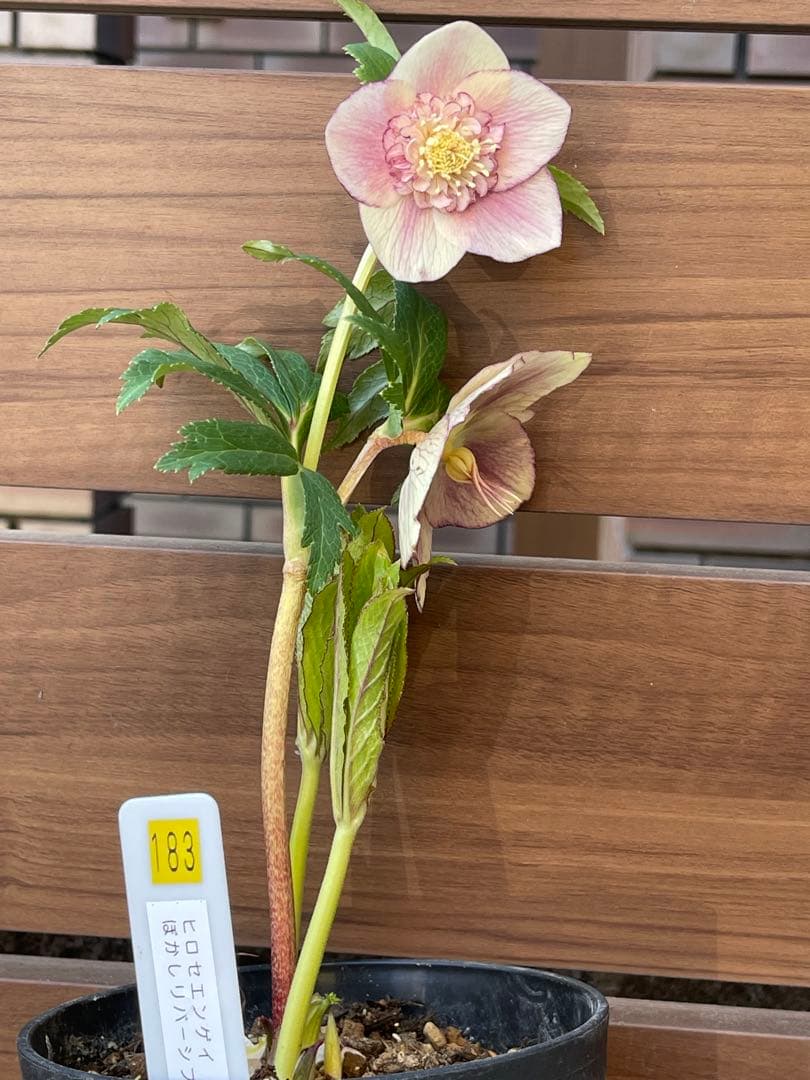 クリスマスローズ苗❣️183 sd リバーシブルぼかしオーレア