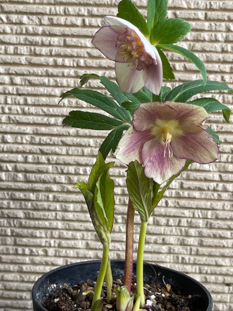 クリスマスローズ苗❣️183 sd リバーシブルぼかしオーレア