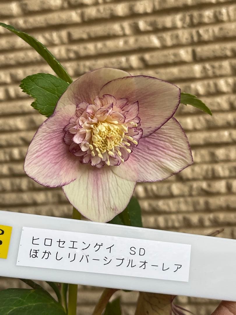 クリスマスローズ苗❣️183 sd リバーシブルぼかしオーレア