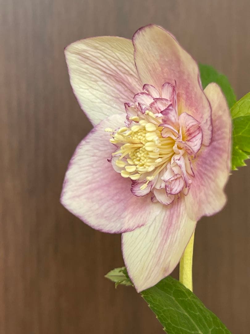 クリスマスローズ苗❣️183 sd リバーシブルぼかしオーレア