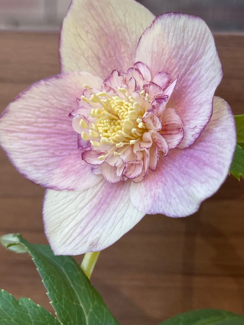 クリスマスローズ苗❣️183 sd リバーシブルぼかしオーレア