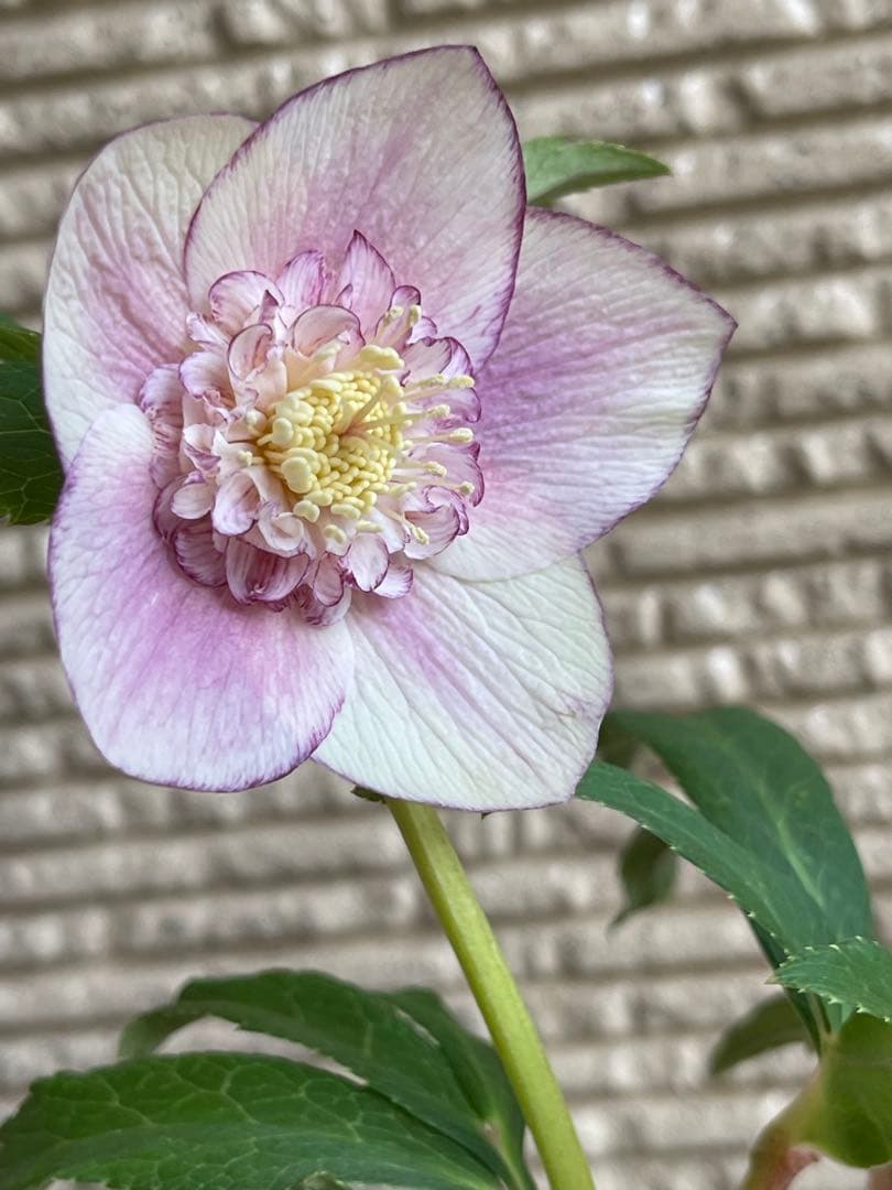 クリスマスローズ苗❣️183 sd リバーシブルぼかしオーレア