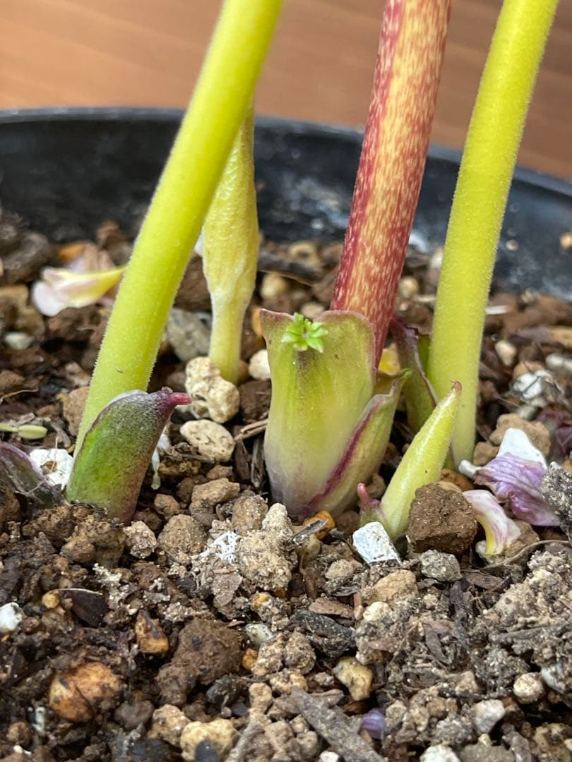 クリスマスローズ苗❣️183 sd リバーシブルぼかしオーレア