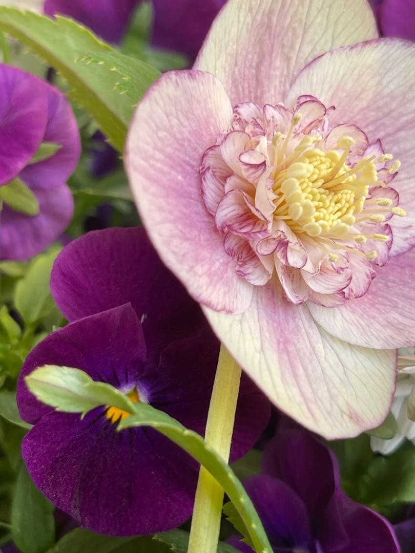 クリスマスローズ苗❣️183 sd リバーシブルぼかしオーレア