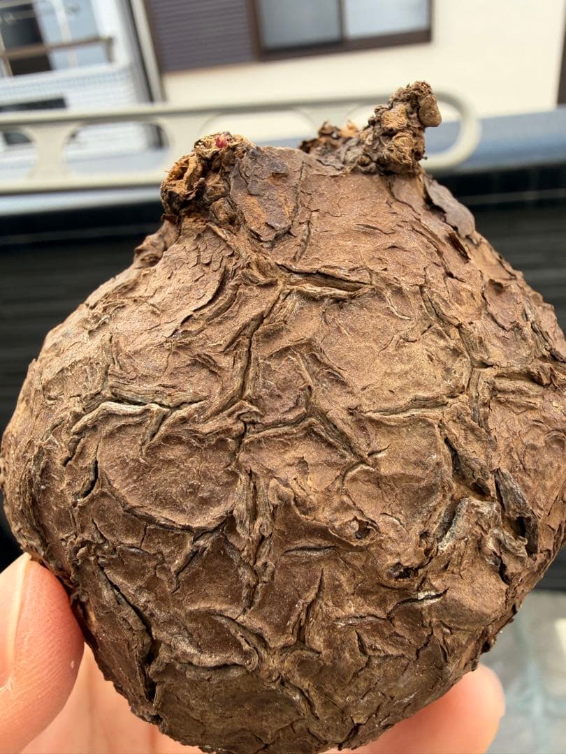 数箇所発芽ステファニア カウィーサキーサイズ大