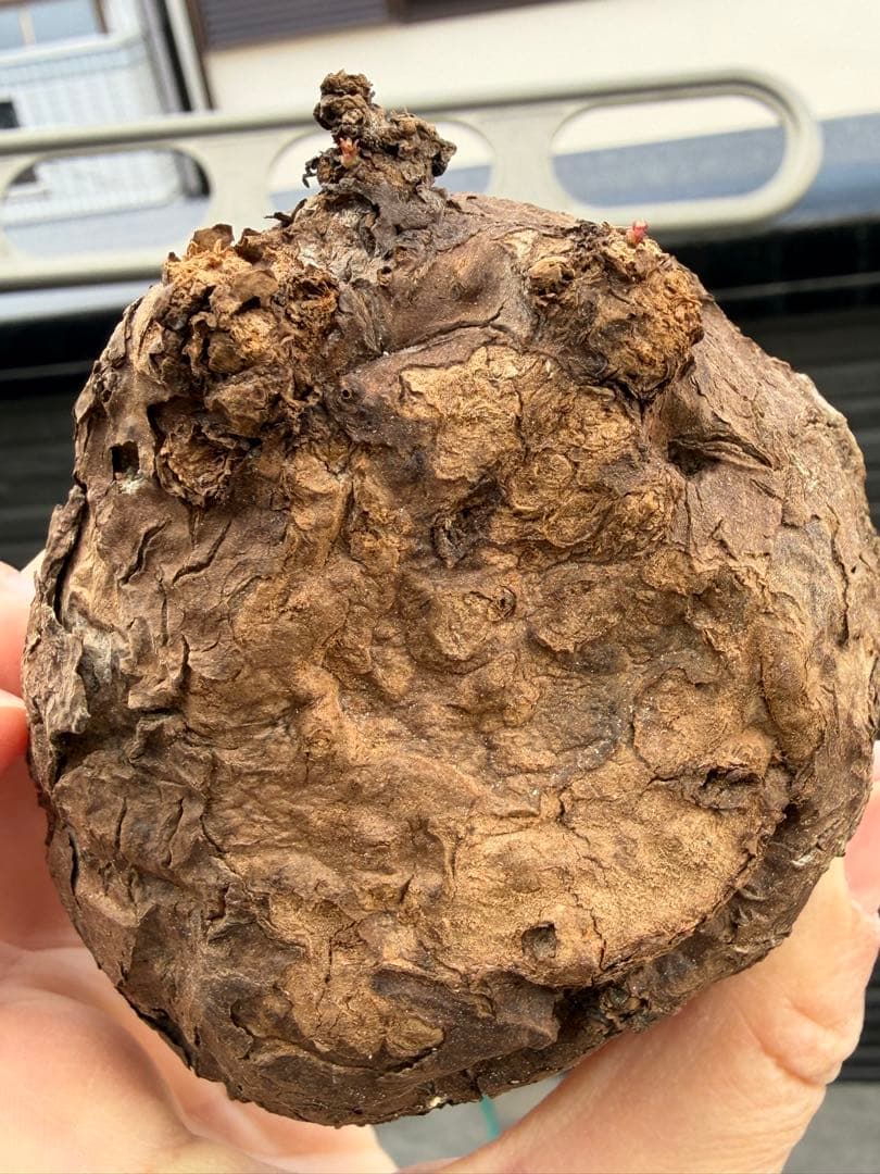 数箇所発芽ステファニア カウィーサキーサイズ大