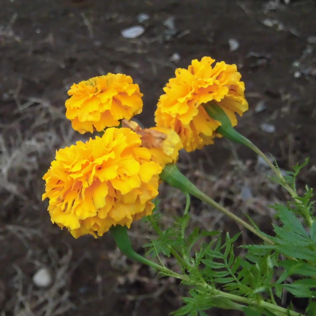 CASIO カシオ EXILIM EX-ZS180 コンパクトデジタルカメラ