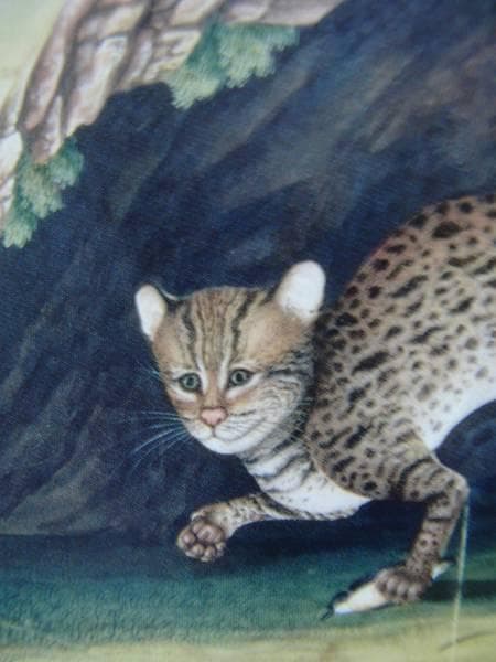希少画集画、高級新品額・額装付、猫 ネコ ねこ cat、絵画 油彩画 動物画52