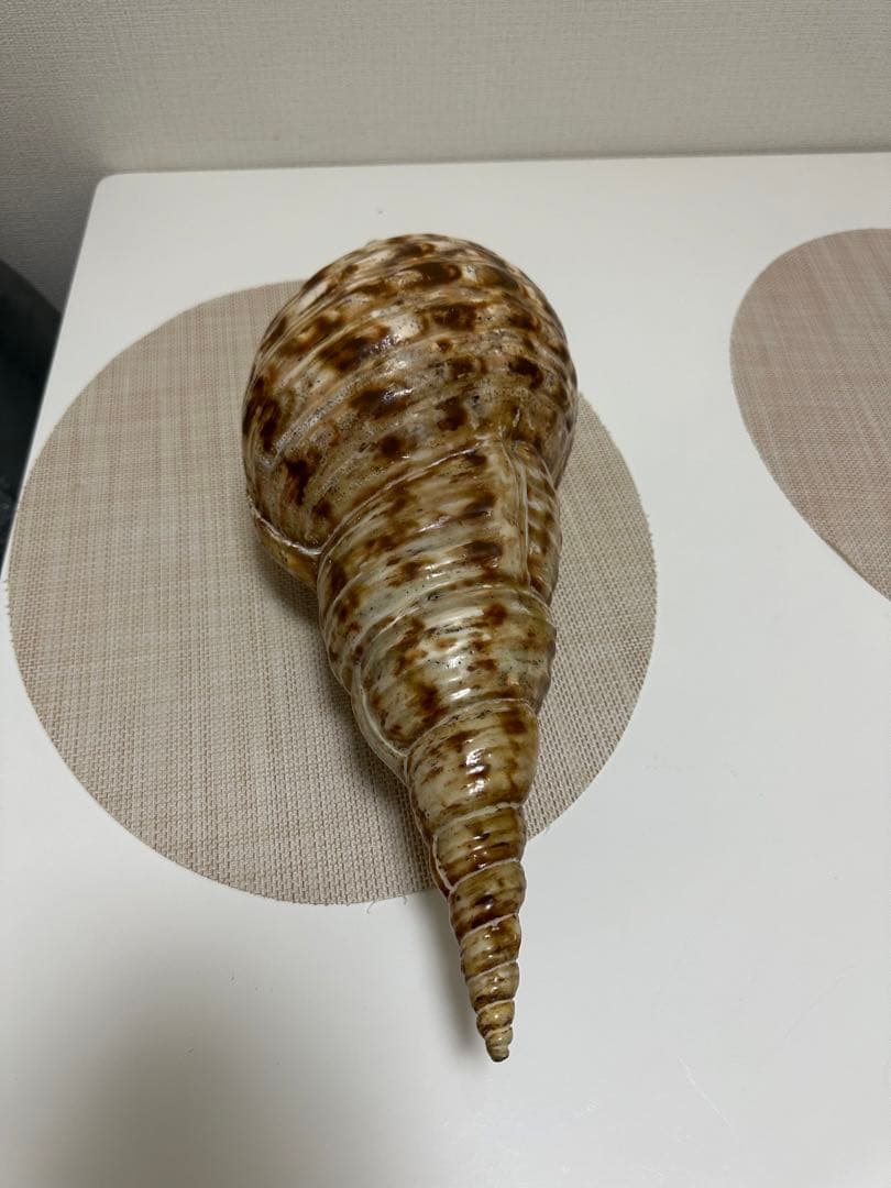 超特大法螺貝