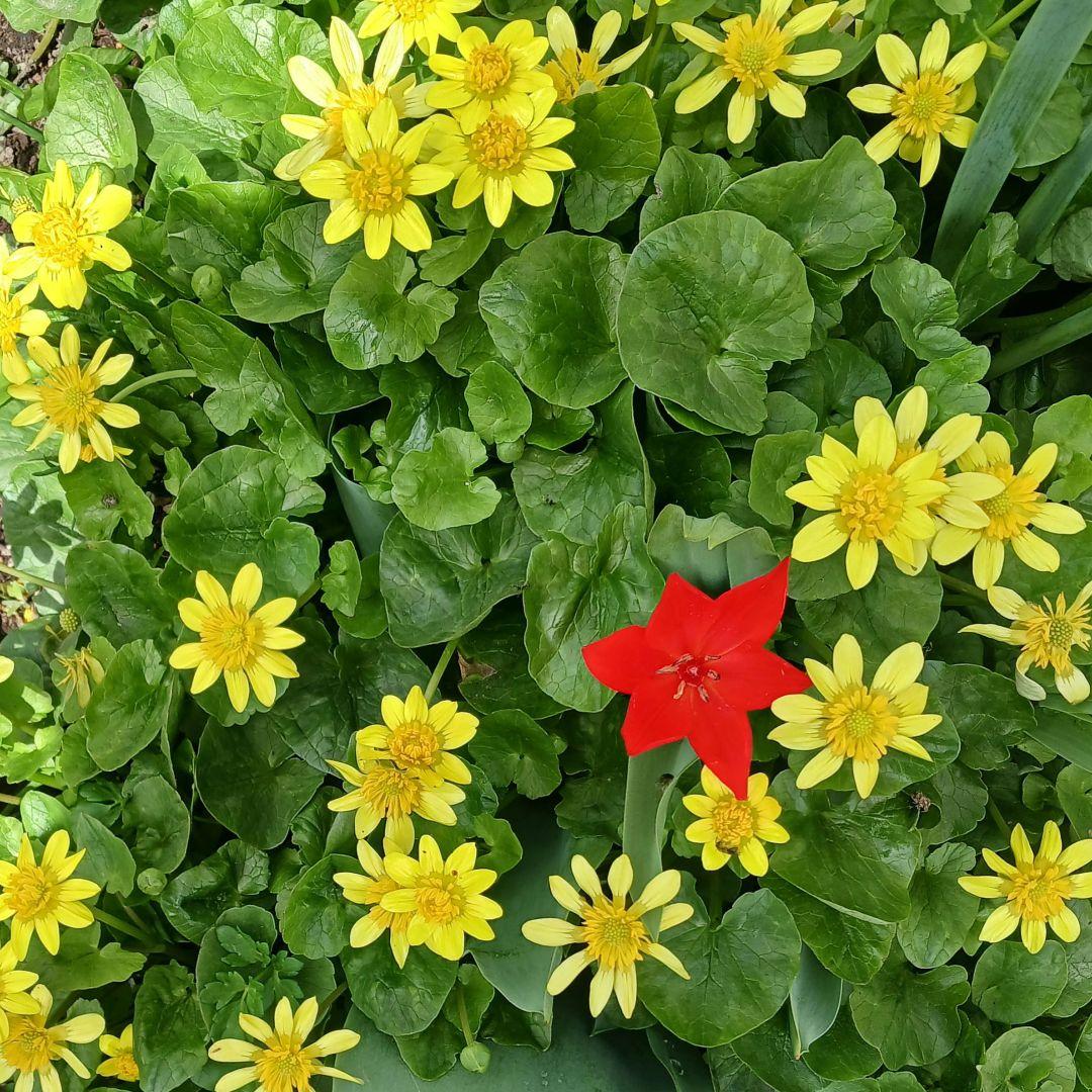 ちばちゃんの安心元気なWプランツ 柑橘類4P