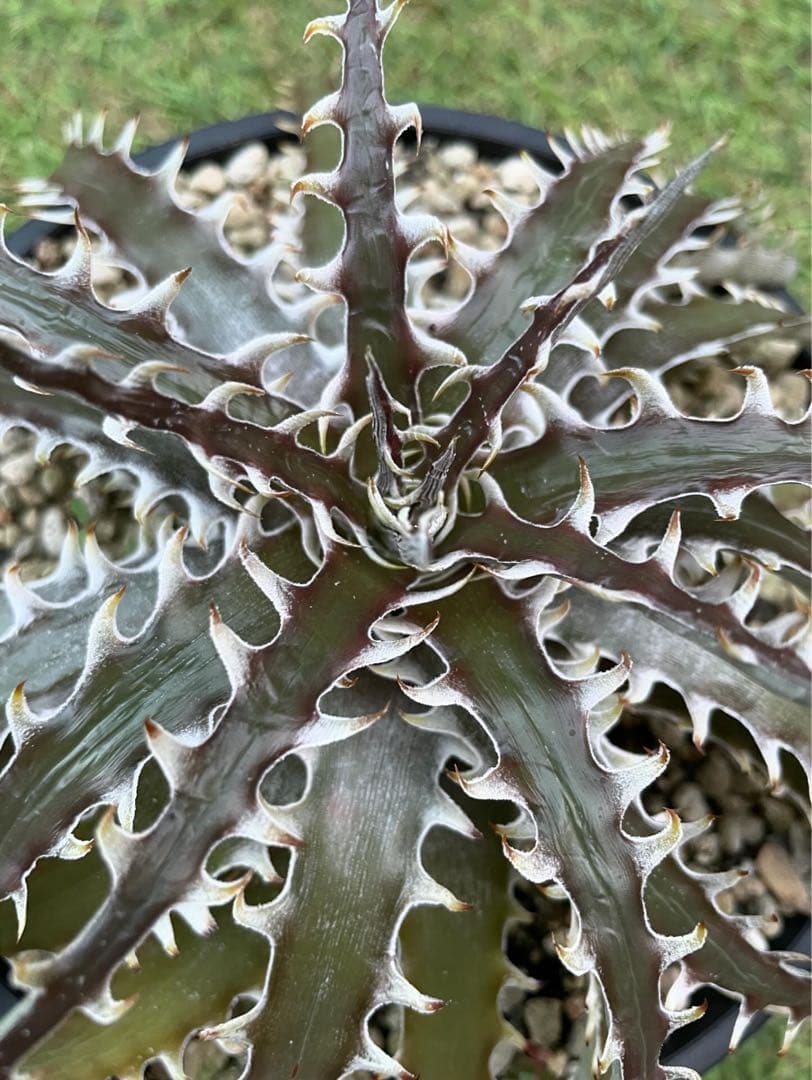 ブロメリア・エアープランツ Dyckia DragonBone