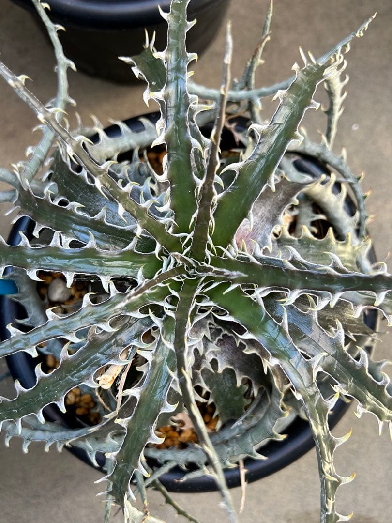 ブロメリア・エアープランツ Dyckia DragonBone