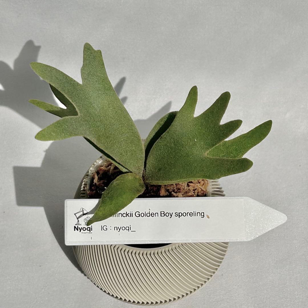 【SALE】P. wilinckii Golden Boy spore【61】