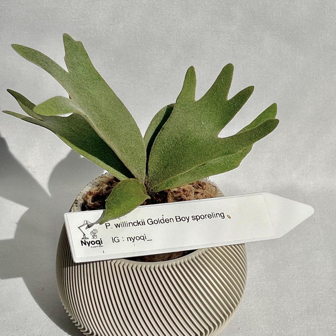 【SALE】P. wilinckii Golden Boy spore【61】