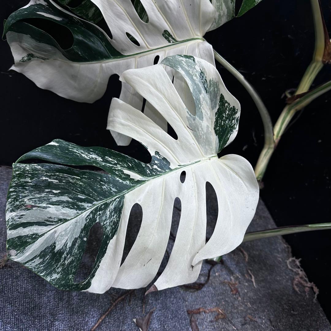 ☆*☆様 斑入りモンステラホワイトタイガー82cm 大型葉 超大株 ベアルート