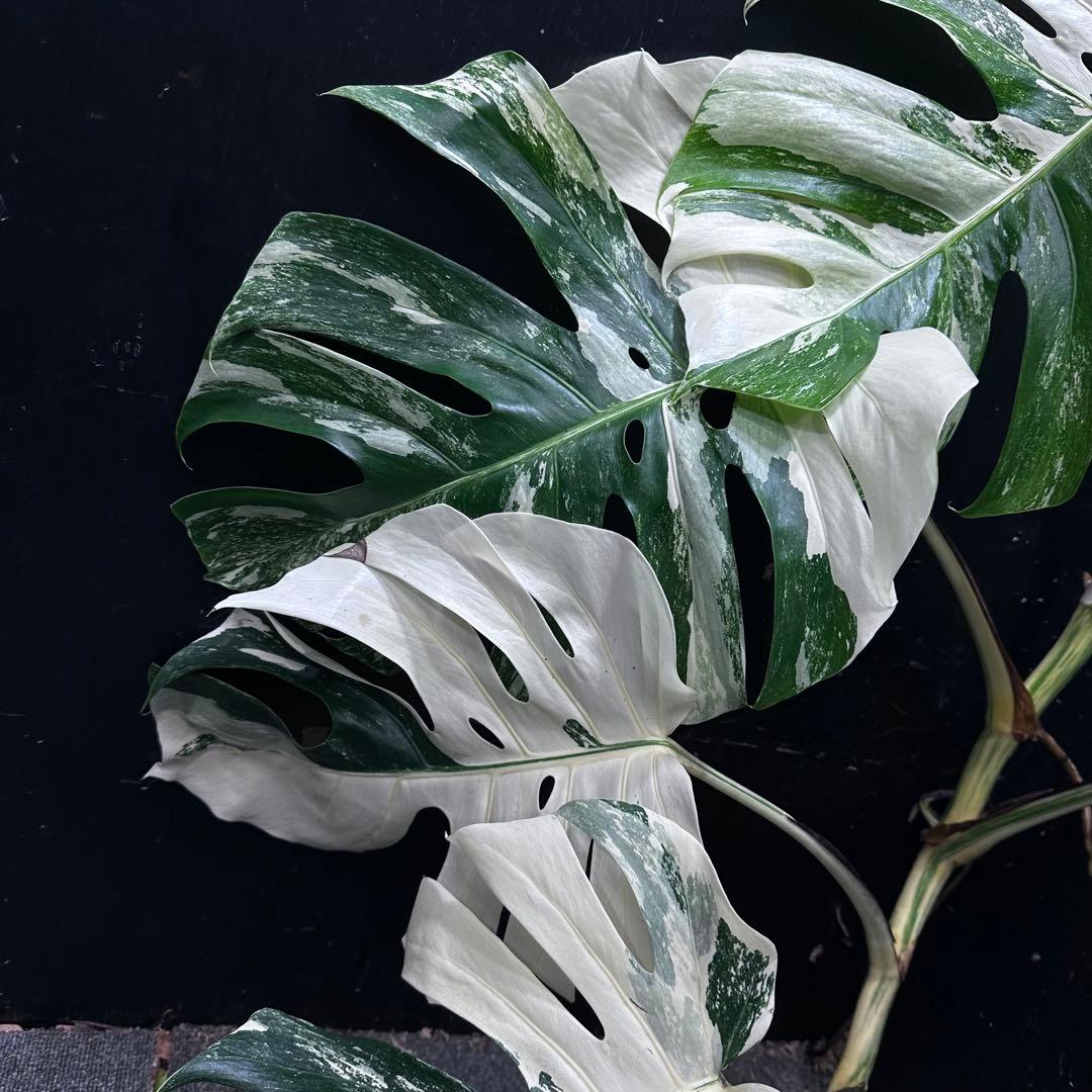 ☆*☆様 斑入りモンステラホワイトタイガー82cm 大型葉 超大株 ベアルート