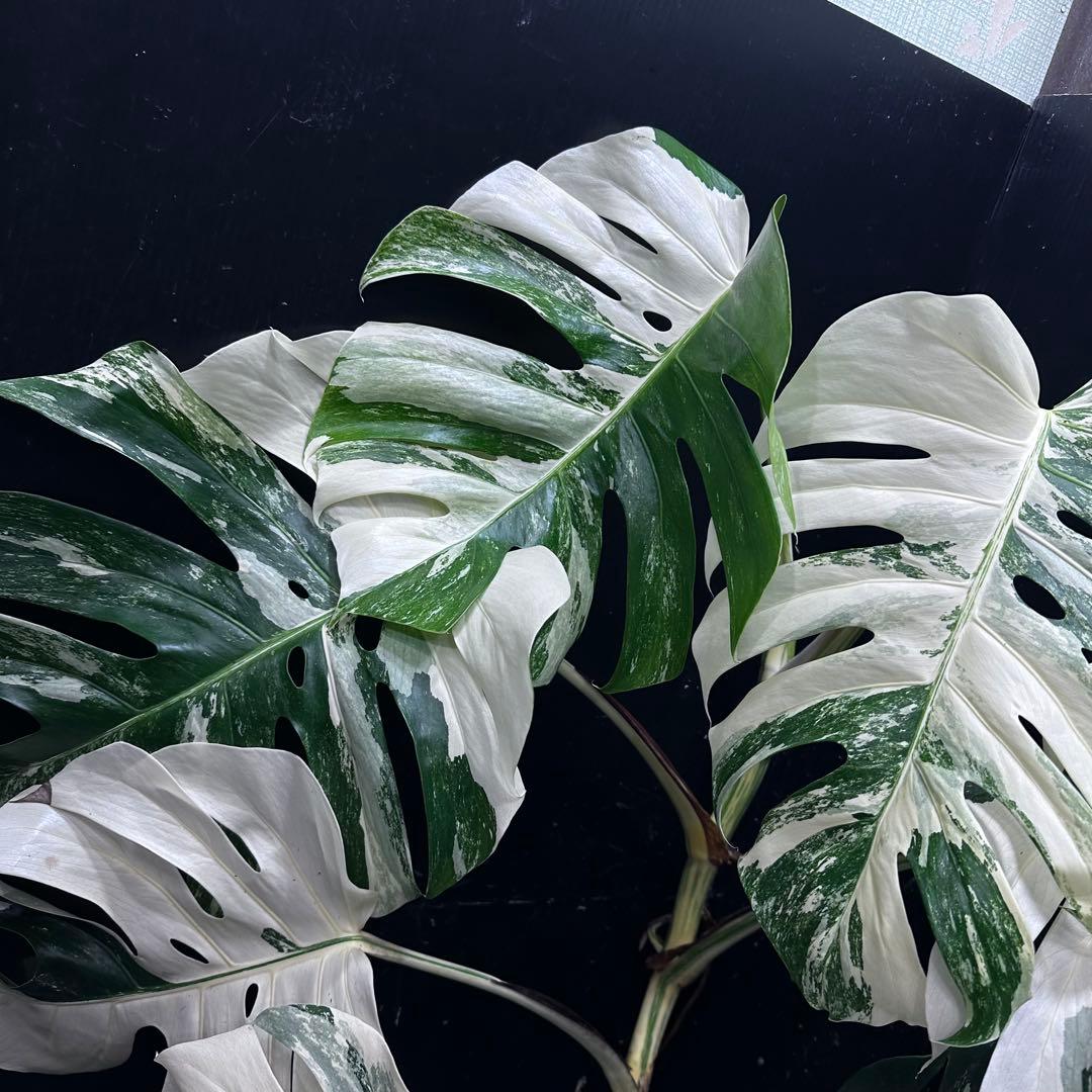 ☆*☆様 斑入りモンステラホワイトタイガー82cm 大型葉 超大株 ベアルート