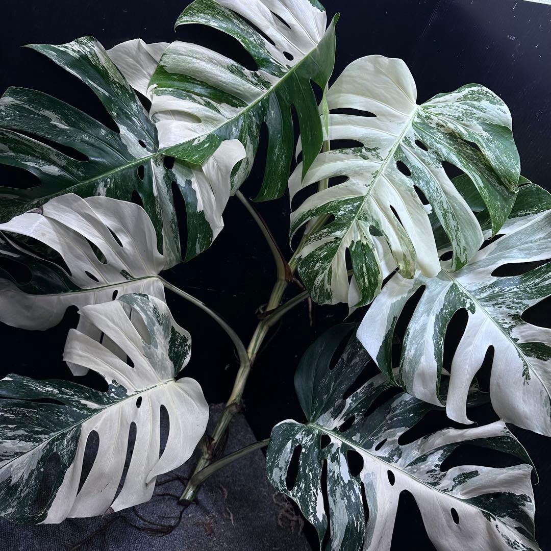 ☆*☆様 斑入りモンステラホワイトタイガー82cm 大型葉 超大株 ベアルート