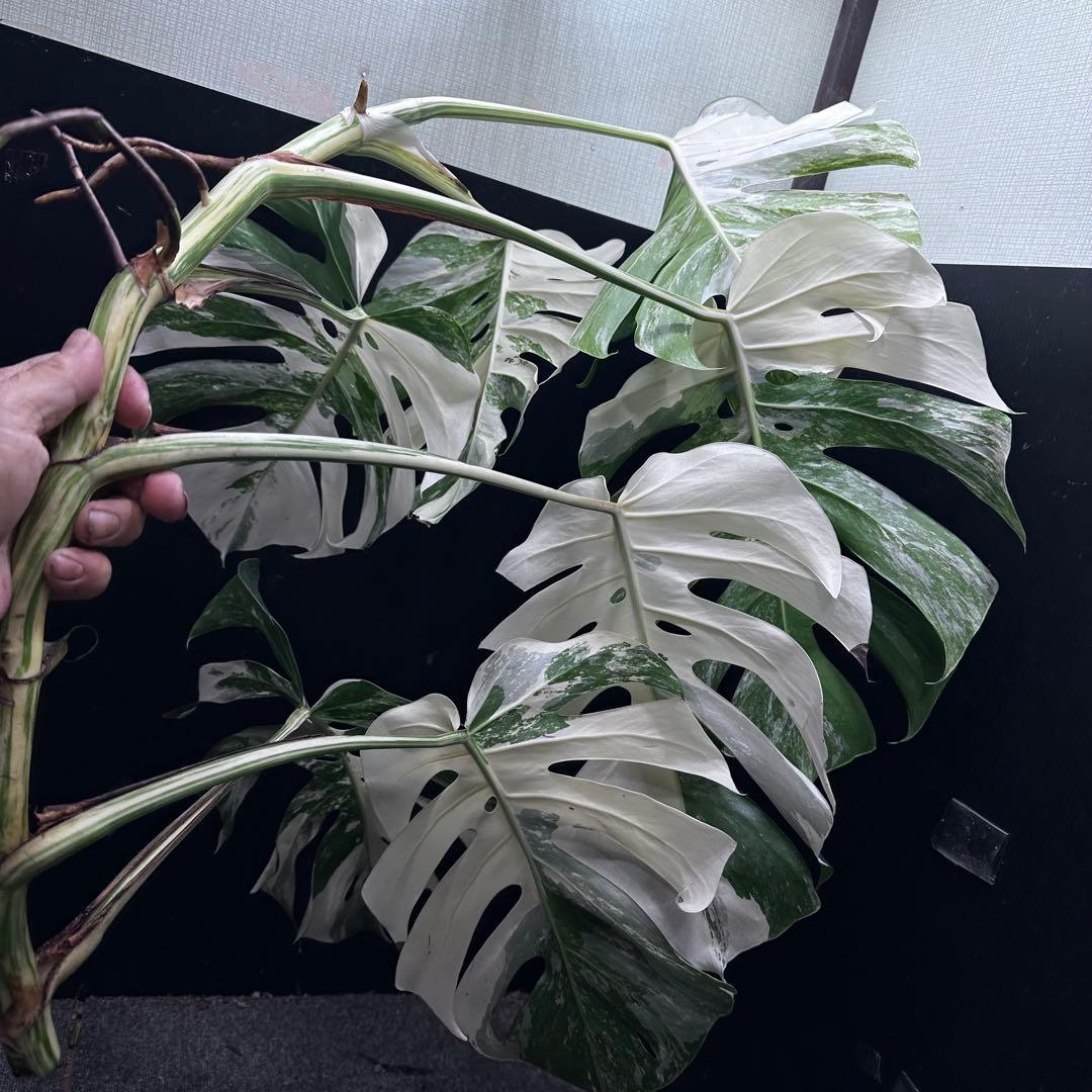 ☆*☆様 斑入りモンステラホワイトタイガー82cm 大型葉 超大株 ベアルート