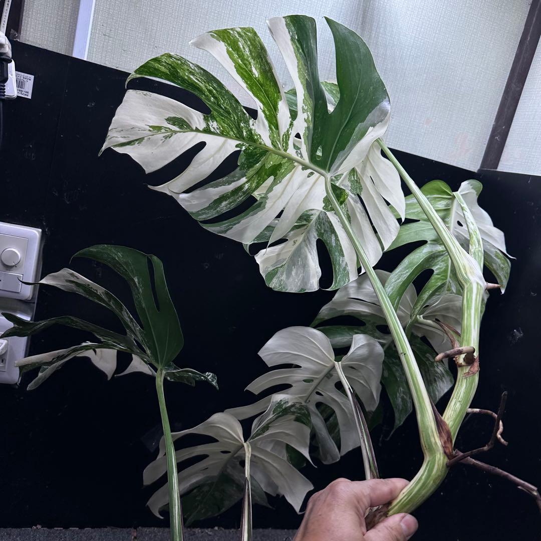 ☆*☆様 斑入りモンステラホワイトタイガー82cm 大型葉 超大株 ベアルート