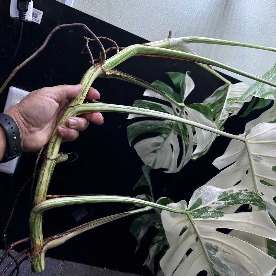 ☆*☆様 斑入りモンステラホワイトタイガー82cm 大型葉 超大株 ベアルート