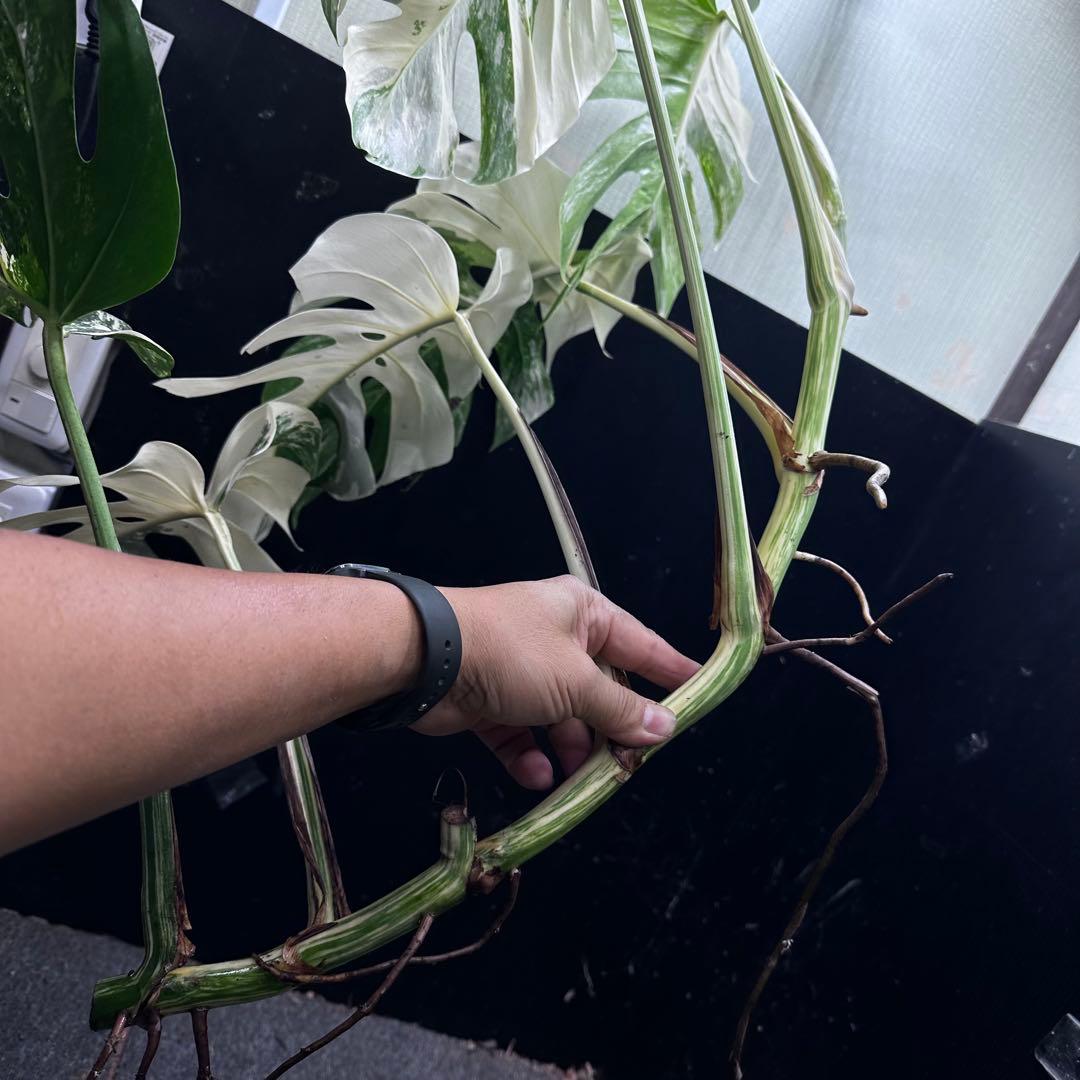 ☆*☆様 斑入りモンステラホワイトタイガー82cm 大型葉 超大株 ベアルート