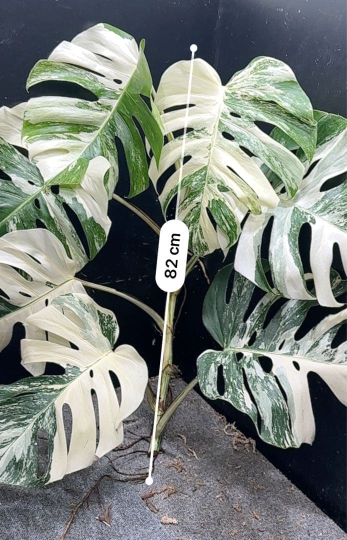☆*☆様 斑入りモンステラホワイトタイガー82cm 大型葉 超大株 ベアルート