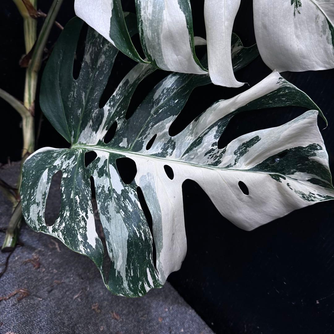 ☆*☆様 斑入りモンステラホワイトタイガー82cm 大型葉 超大株 ベアルート