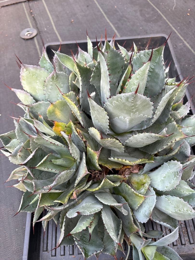 AGB33 アガベ ポタトラム コンフェデレートローズ 親株仔株全て