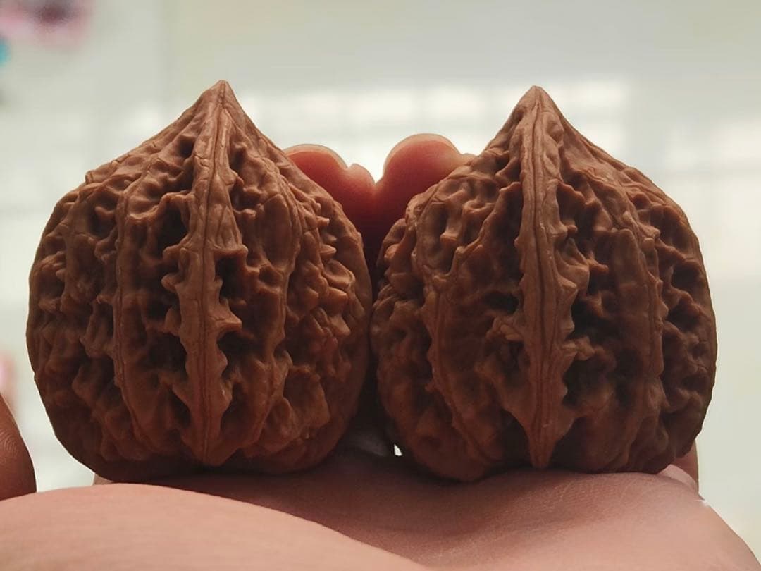 【遊び胡桃頂級】老樹・山地鶏心（サンチケイシン）文玩核桃・極上品