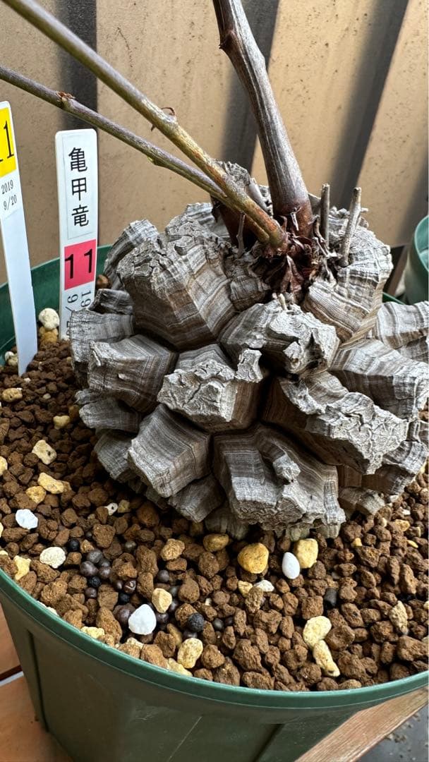 亀甲竜