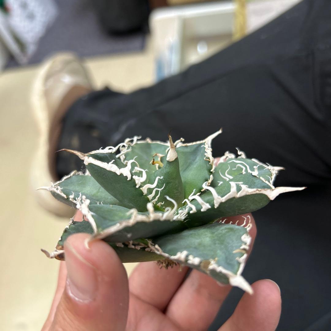 アガベ　眼鏡蛇　コブラ　極うねり鋸歯　【特選S級選抜株】　【レア株】特価　子株付