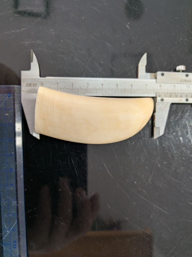 マッコウ歯歯　本物磨き済み美品