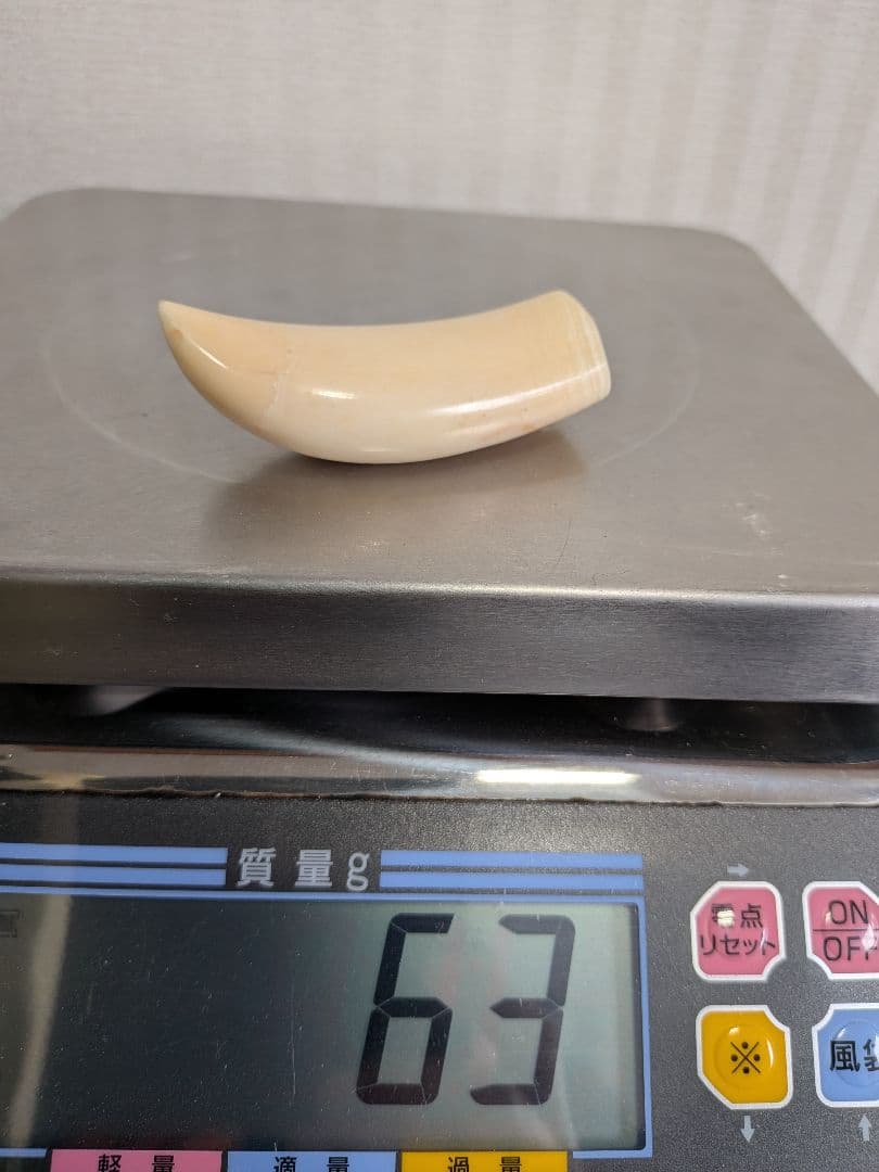 マッコウ歯歯　本物磨き済み美品